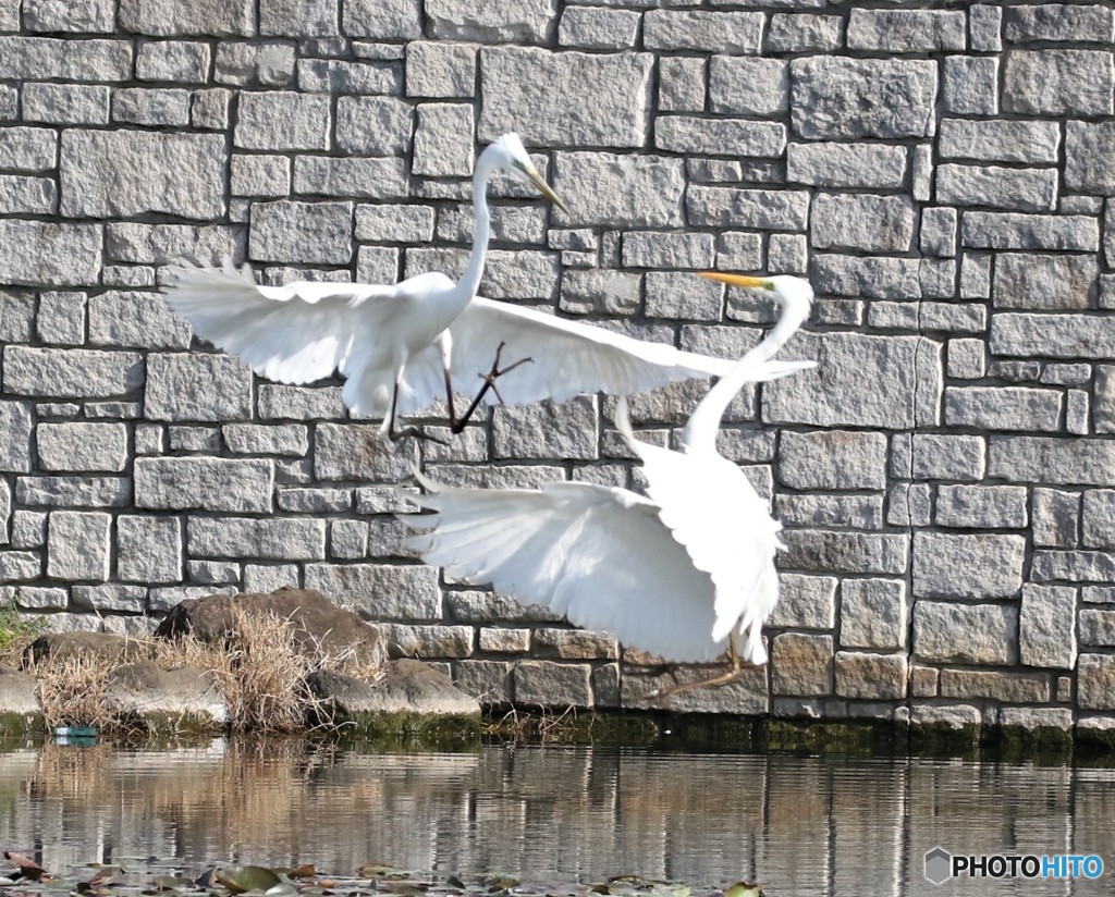 ダイサギの舞い。