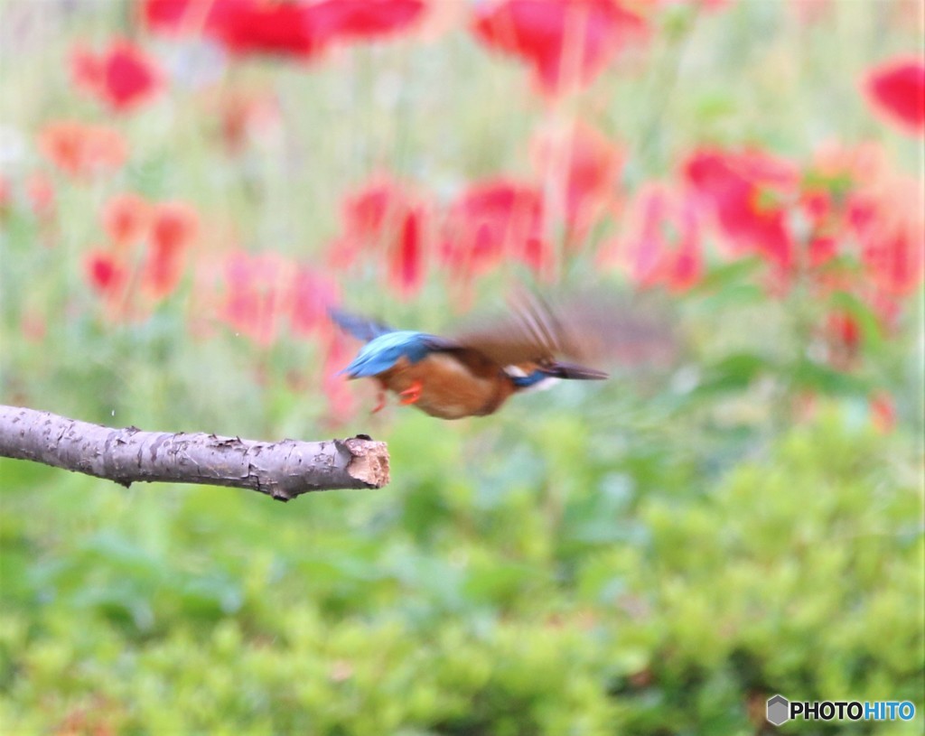 カワセミさん。