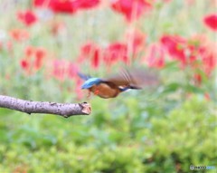 カワセミさん。