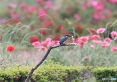 カワセミさん。