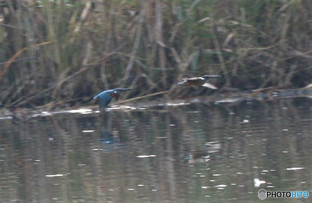追いかけっこ。