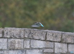 カワセミくん。