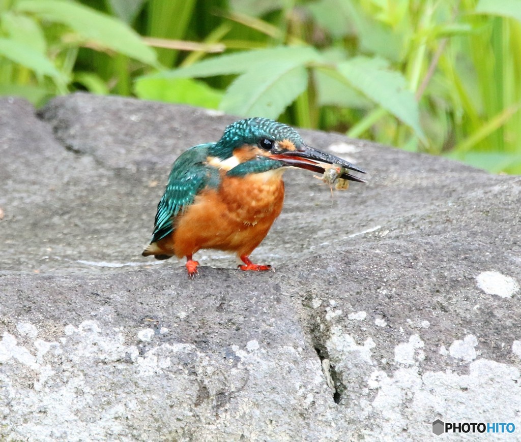 今日は、エビかな・・・