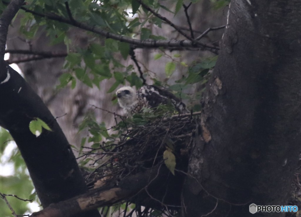 ツミさんのヒナちゃん。