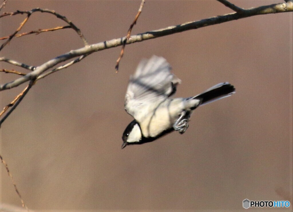 シジユウカラさん。