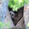 今季初見・フクロウさんのヒナちゃん。