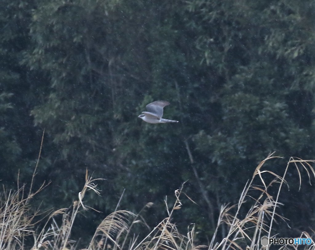 オオタカさん。