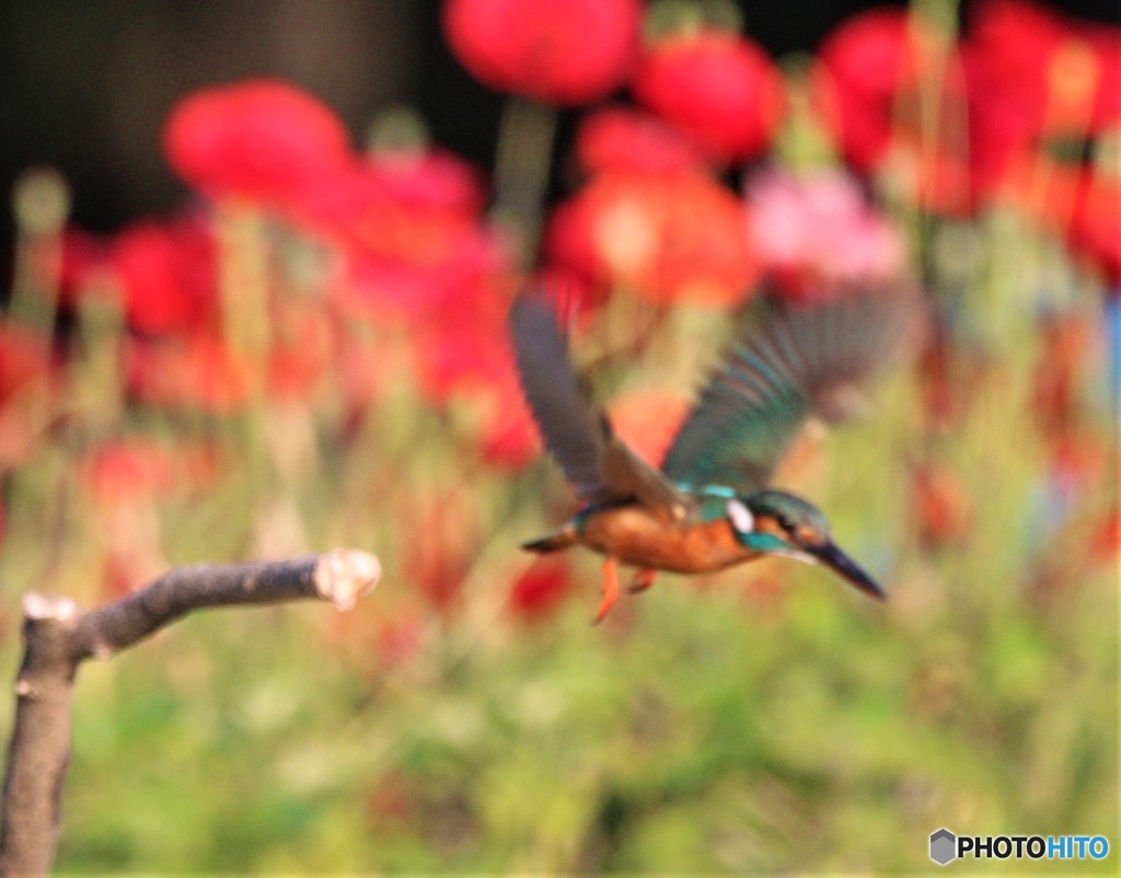 カワセミさん。