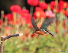 カワセミさん。