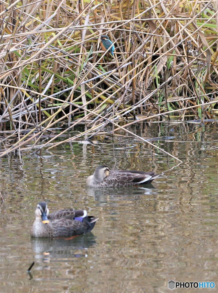カワセミさんとカルガモさん。