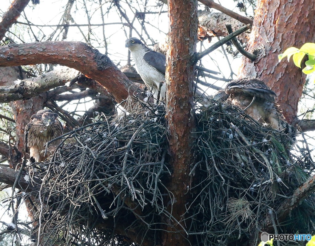 オオタカさんの親子。