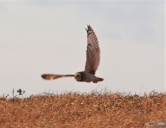 コミミズクさん。