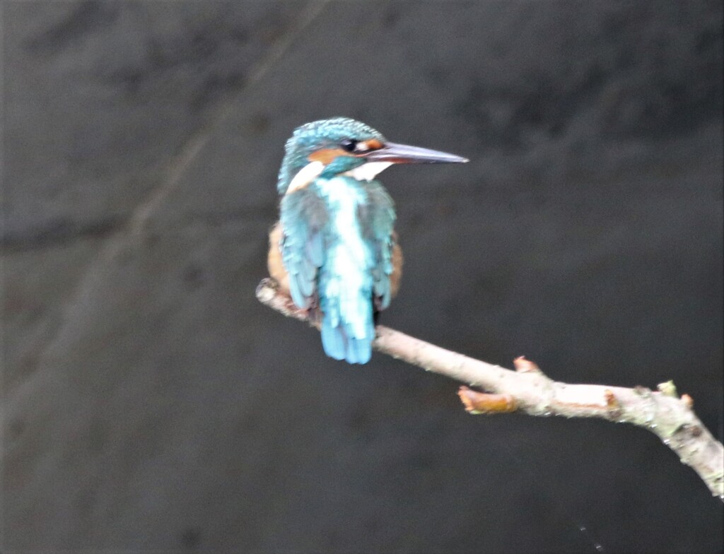 カワセミさん。