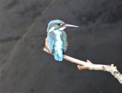 カワセミさん。