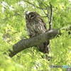 フクロウさん。