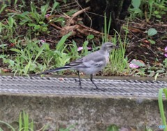 ハクセキレイさんの幼鳥。