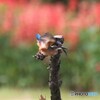 カワセミくん。