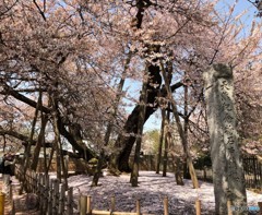 石戸蒲桜。