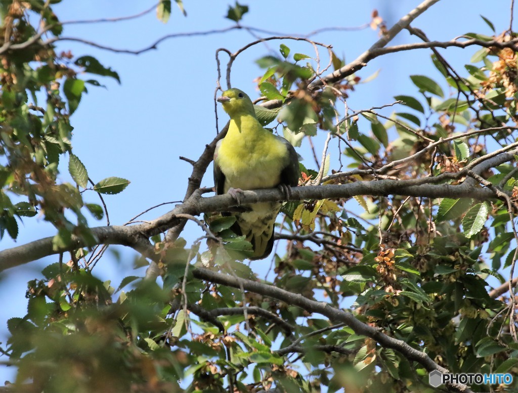 アオバトさん。