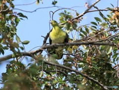 アオバトさん。