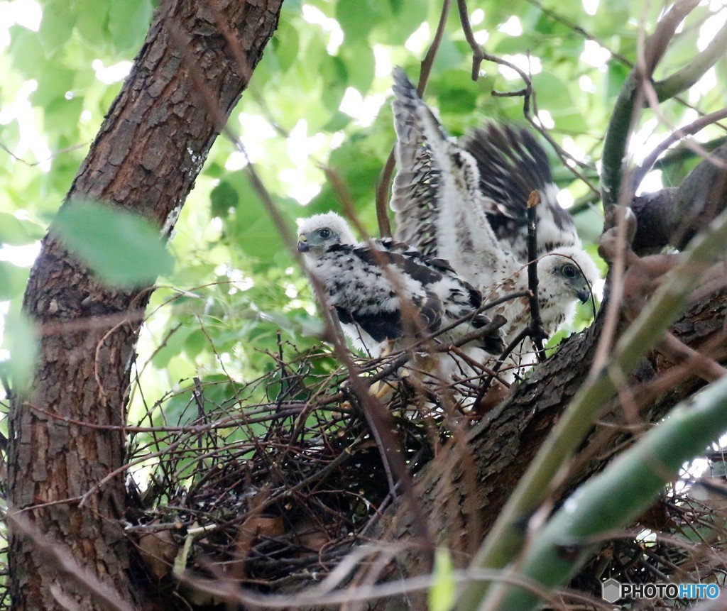 ツミのヒナ・羽ばたき。②