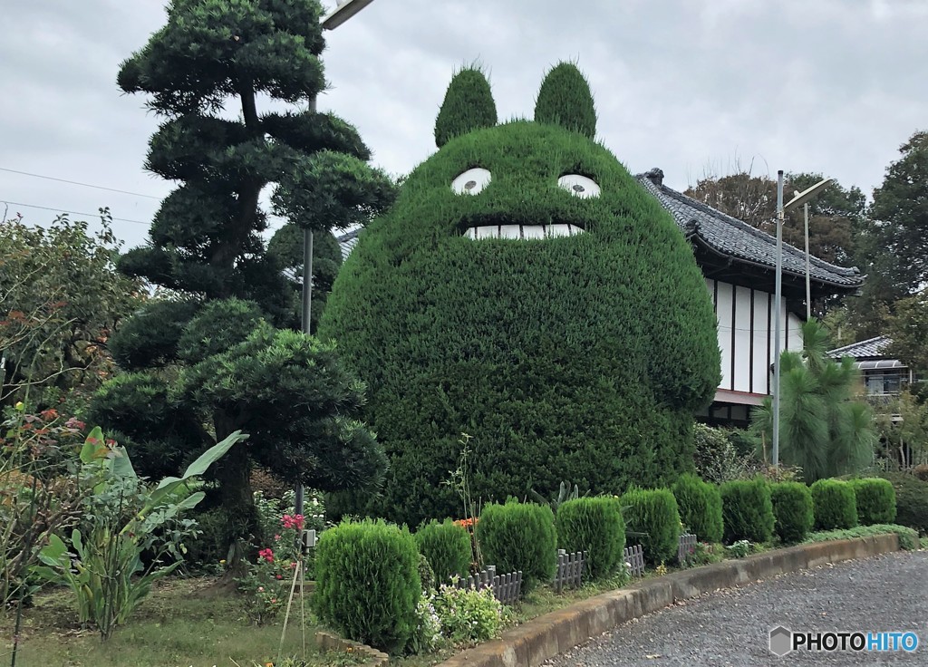トトロの木。
