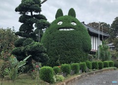 トトロの木。