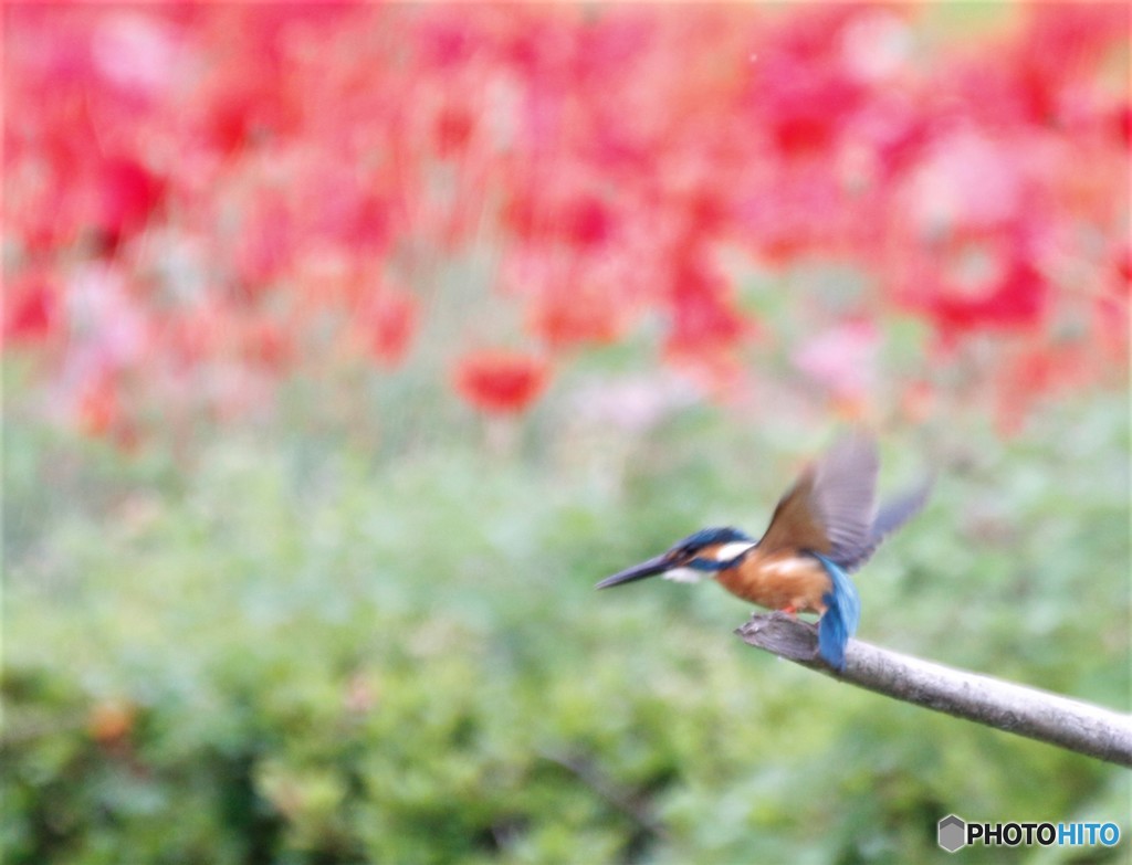 カワセミさん。