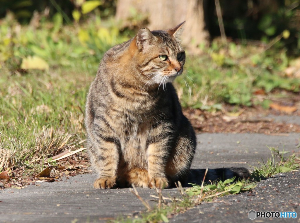 公園のネコさん。