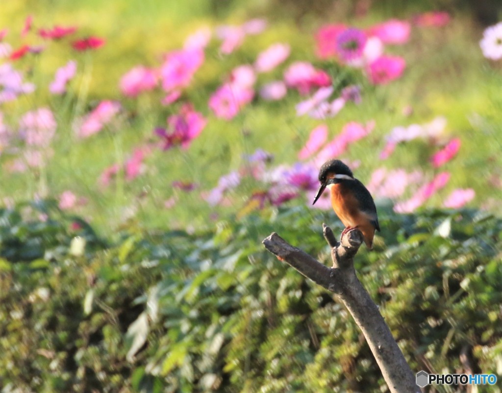 カワセミさん。