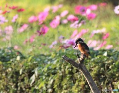 カワセミさん。