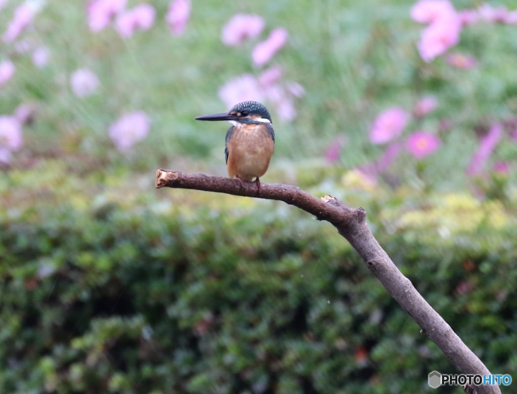 カワセミくんとそろそろ終わりになってきたコスモスの花。