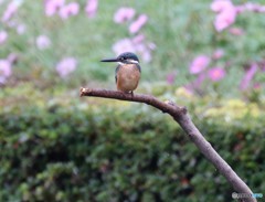 カワセミくんとそろそろ終わりになってきたコスモスの花。