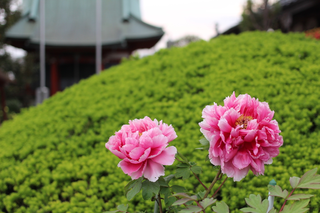 お寺の牡丹