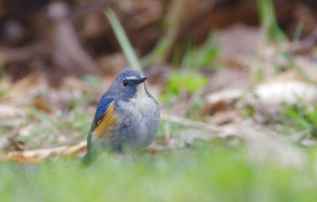 ルリビタキ♂ PENTAX K-3+BORG71FL