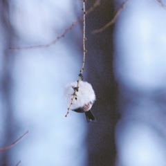 シマエナガ PENTAX K-3+BORG71FL