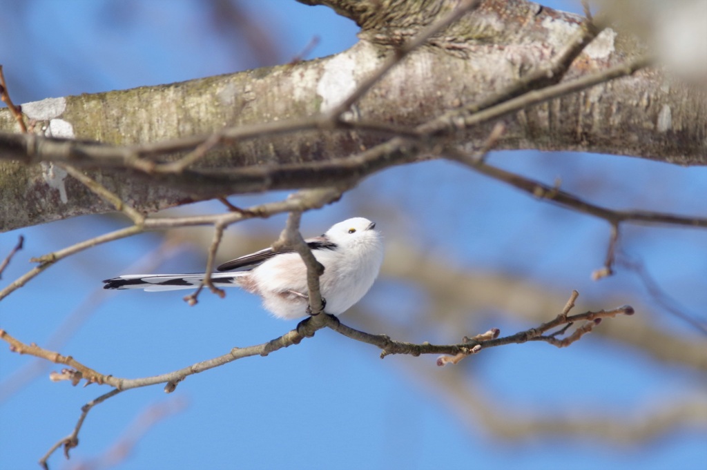 上の方に... BORG71FL+PENTAX K-3