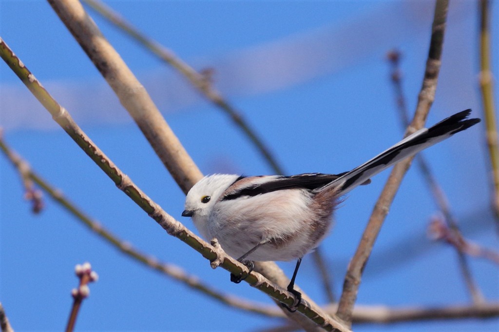 シマエナガ PENTAX K-3+BORG71FL