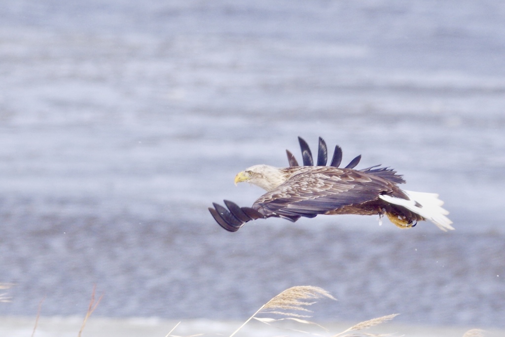 オジロワシ PENTAX k-3+BORG71FL