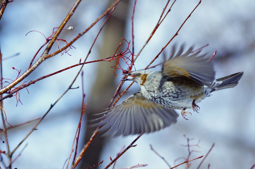 飛び立つ！ pentax k-3+borg 71fl