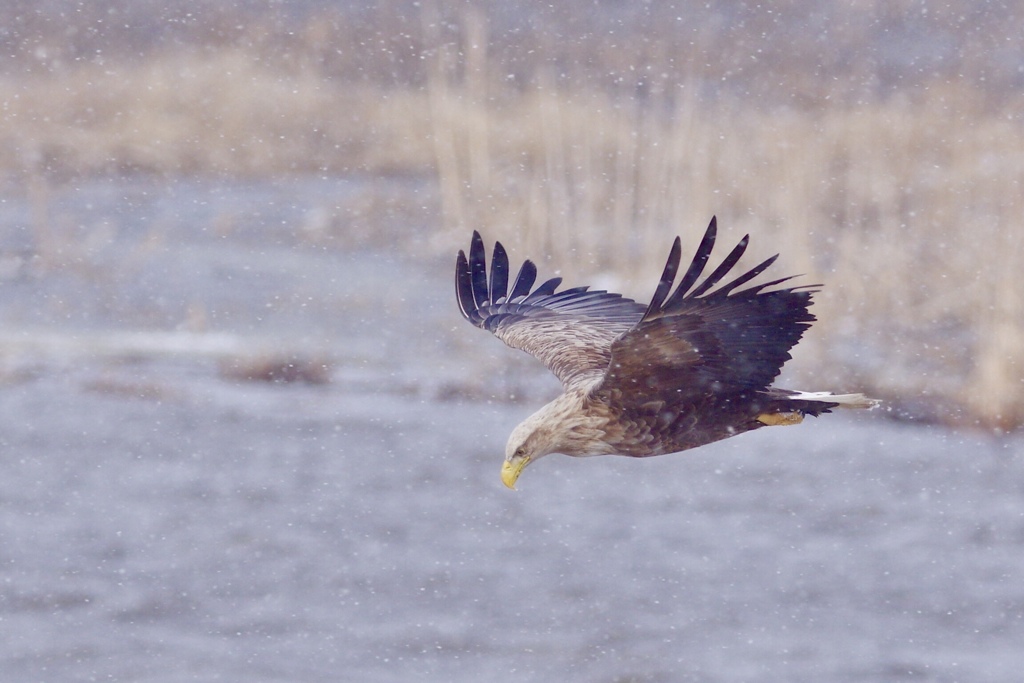 オジロワシ PENTAX K-3+BORG71FL