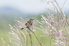 ススキとホオアカ pentax K-3+borg 60ed