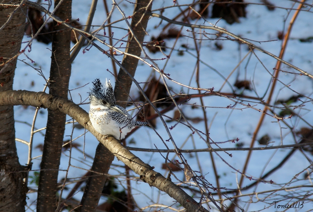 ヤマセミ　Borg 71FL+PENTAX K-3