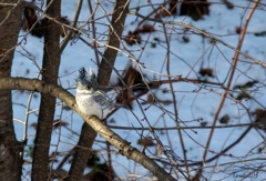ヤマセミ　Borg 71FL+PENTAX K-3