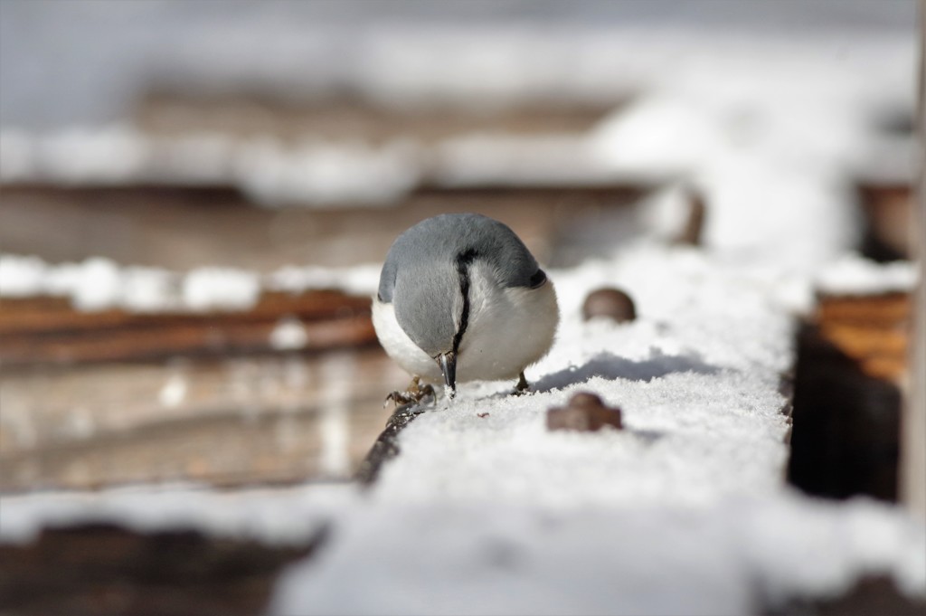 雪の下に何かある？ BORG60ED＋PENTAX K-3 