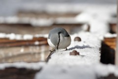 雪の下に何かある？ BORG60ED＋PENTAX K-3 