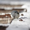 雪の下に何かある？ BORG60ED＋PENTAX K-3 