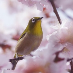 メジロと桜