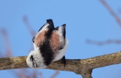 顔じゃないよ！ BORG71FL+PENTAX K-3