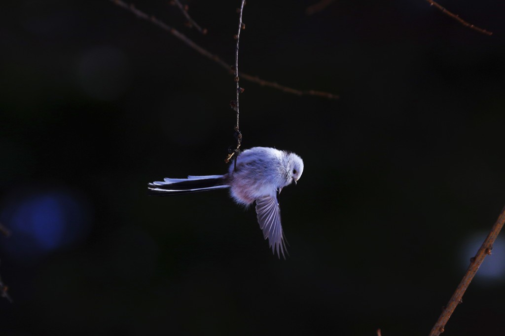 シマエナガ pentax k-3+borg 71fl 